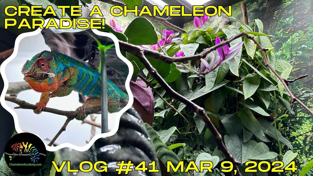Secrets to selecting plants for chameleon cages
