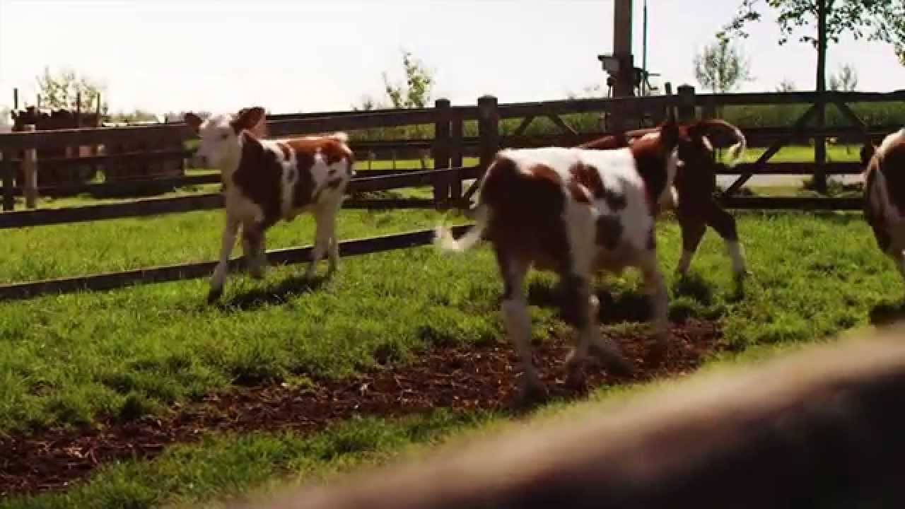 Weideglück Unternehmensfilm