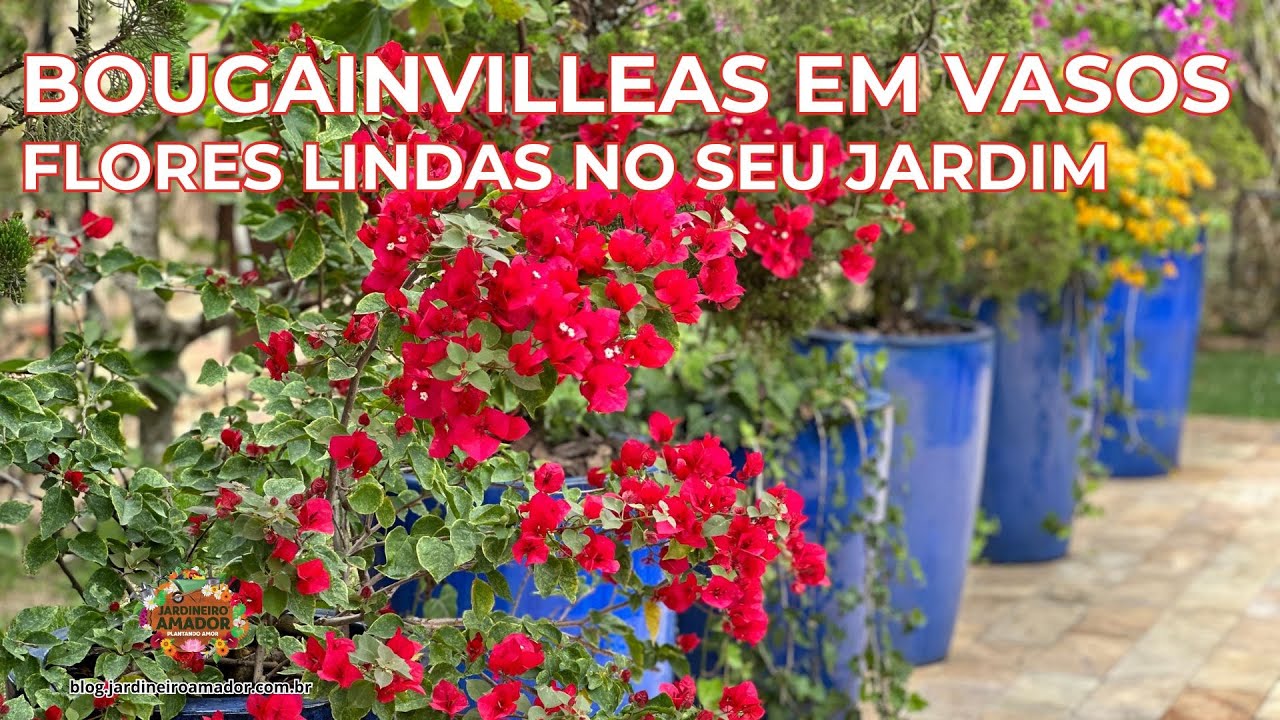 Bougainvillea Arbustiva | Tenha Flores Lindas no Seu Jardim