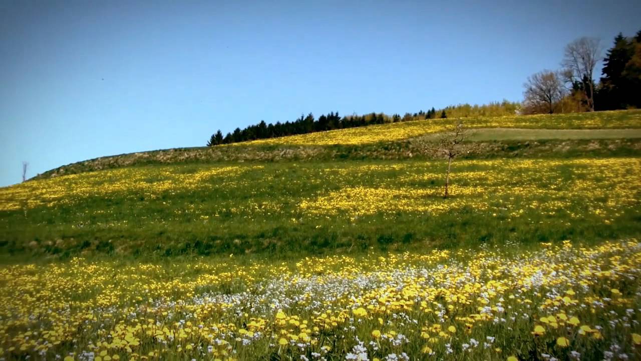 Der Ortenaukreis im Schwarzwald - Von Schuttertal über Dörlinbach bis Schweighausen