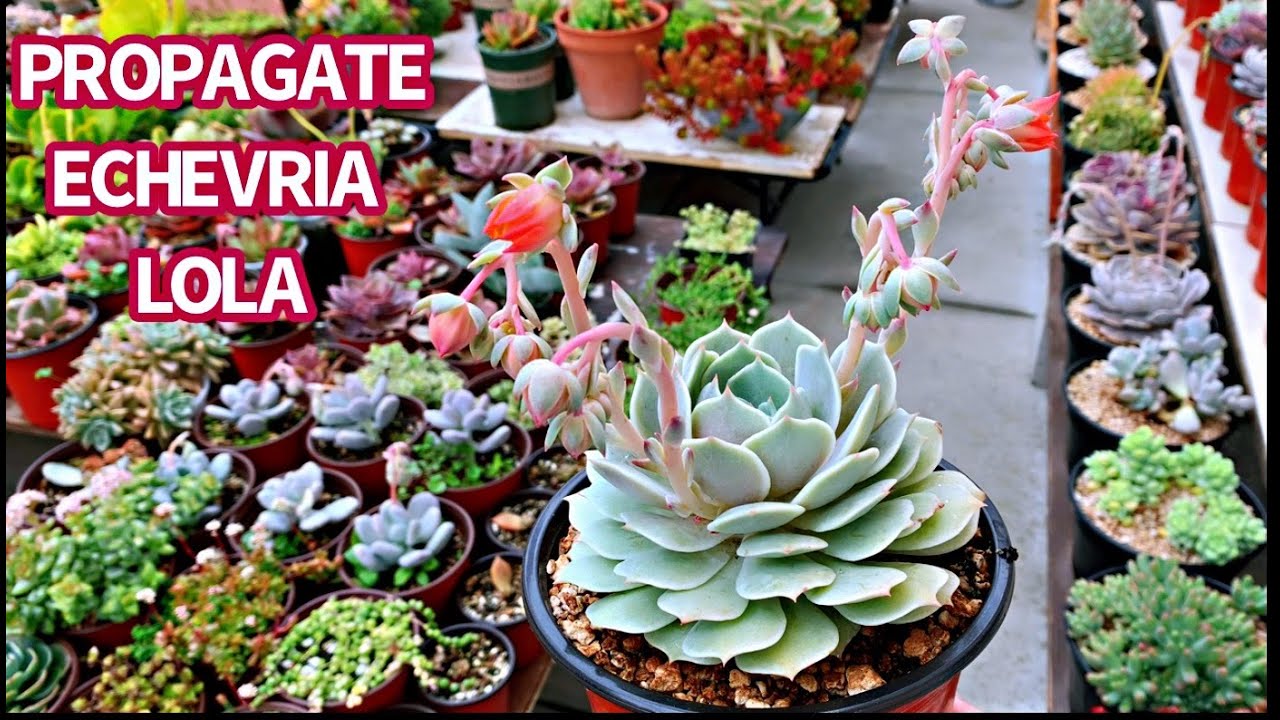 #380 PROPAGATION ECHEVERIA LOLA FROM LEAVES AND CUTTINGS | NHÂN GIỐNG SEN ĐÁ LOLA
