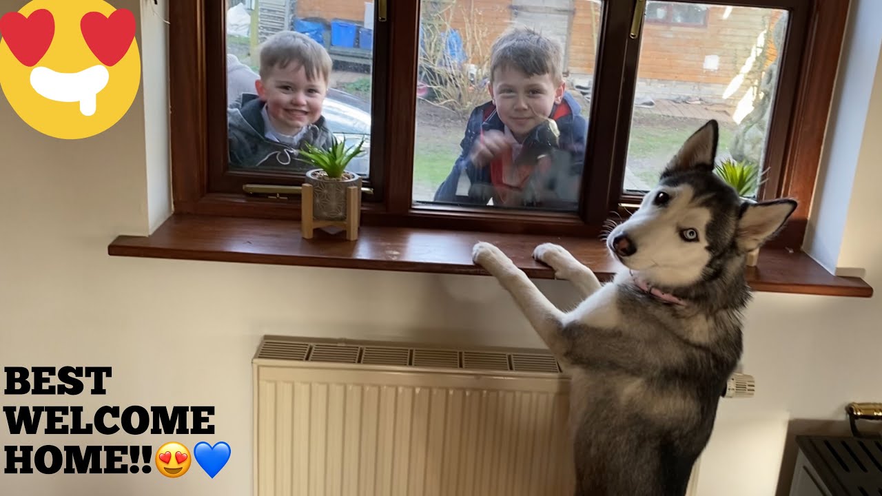 Huskies Adorable Reaction When Kids Return From First Week Of School! [BEST REACTION!!]