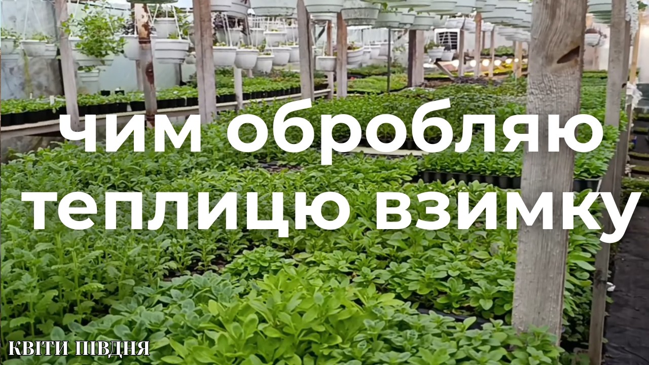 ТЕПЛИЧНІ БУДНІ