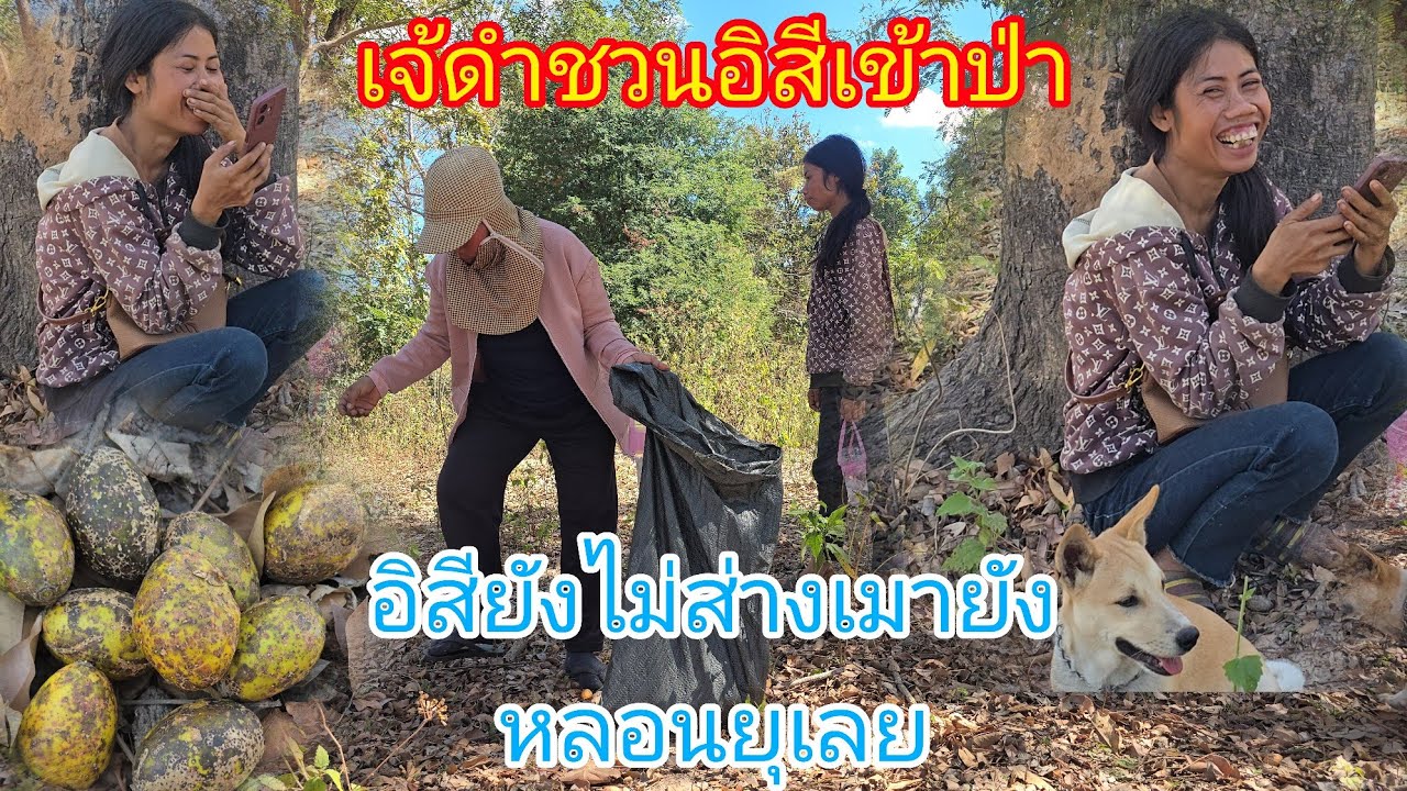 #หนักเเล้วอิสียังไม่ส่างเม่าจนได้นั่งพิงต้นไม้หัวเลาะคนเดียวเจ้ดำชวนนางเข้าป่าเก็บหมากกอกมาไว้กิน