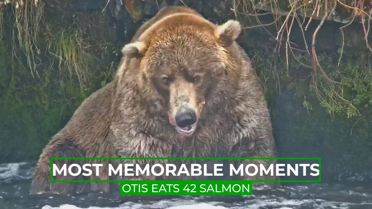 Отис съедает 42 лосося | Памятные моменты в истории Bear Cam