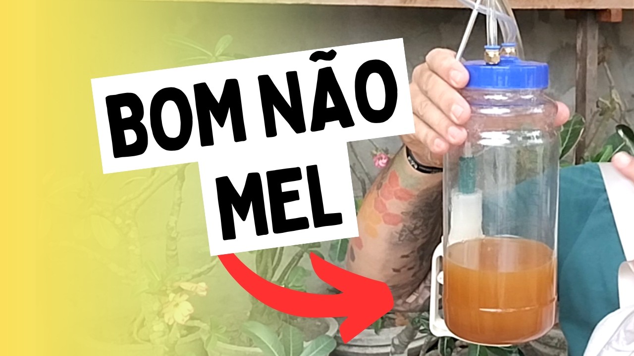 Colhendo MEL de ABELHAS sem ferrão