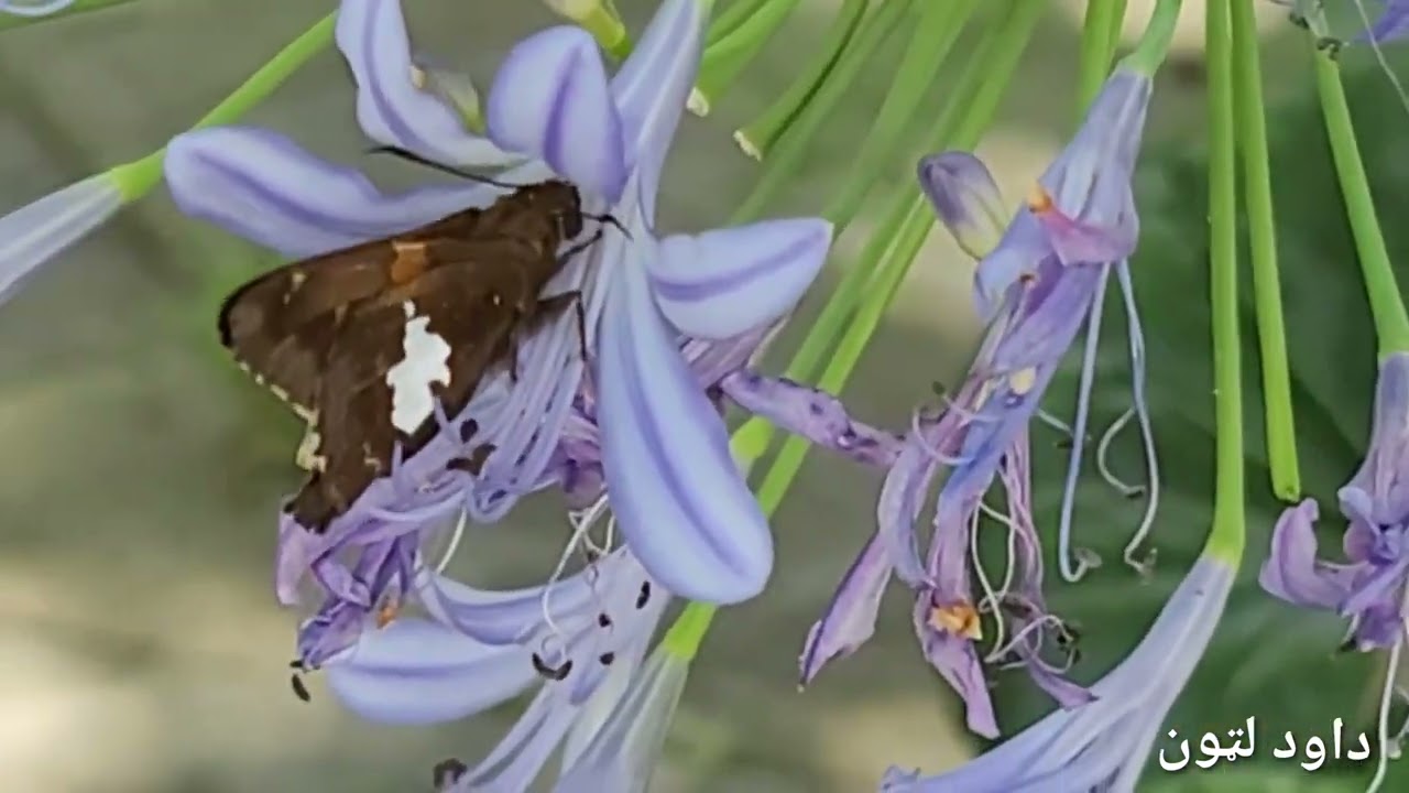 مير شاه خان   خوستی سندره