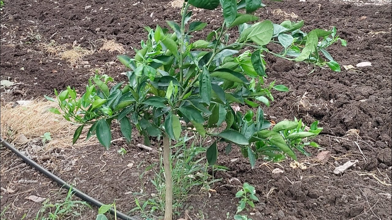 Episode 34 :- 🍈 अलीमो रूटस्टोक पर मौसम्बी माईक्रोबडीन्ग तकनीक से न्युसेलर #citrusfarming
