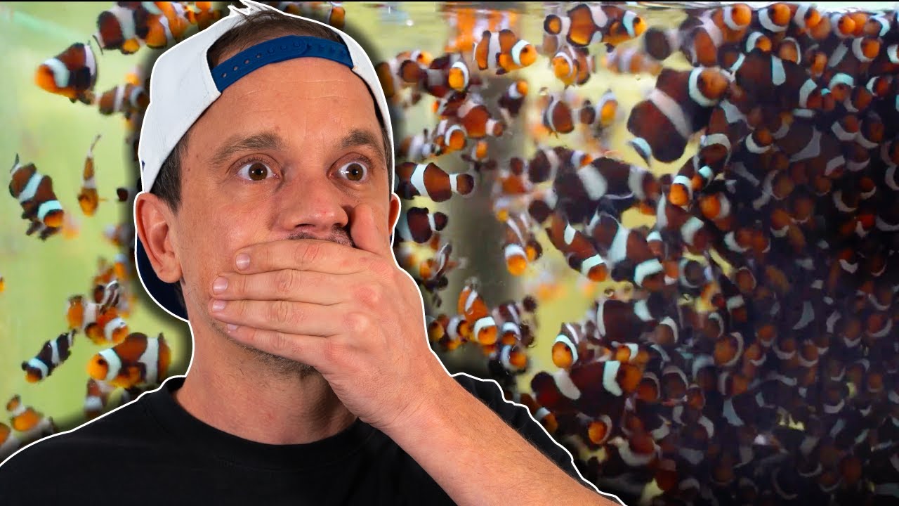 ILS ÉLÈVENT DES MILLIERS DE POISSONS-CLOWNS DANS LEUR SOUS-SOL !  TOOPET