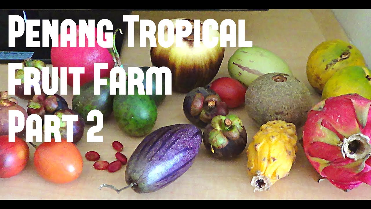 Penang Tropical Fruit Farm 2 (Lemon Drop, Yellow Mangosteen, Rokam Masam) Weird Fruit Explorer Ep 42