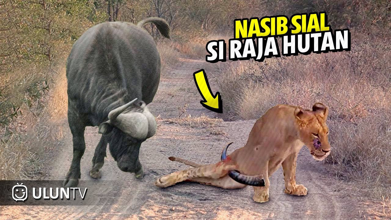 20 Pertarungan Serem Ketika Tanduk Kerbau Mengalahkan Dan Melukai Singa