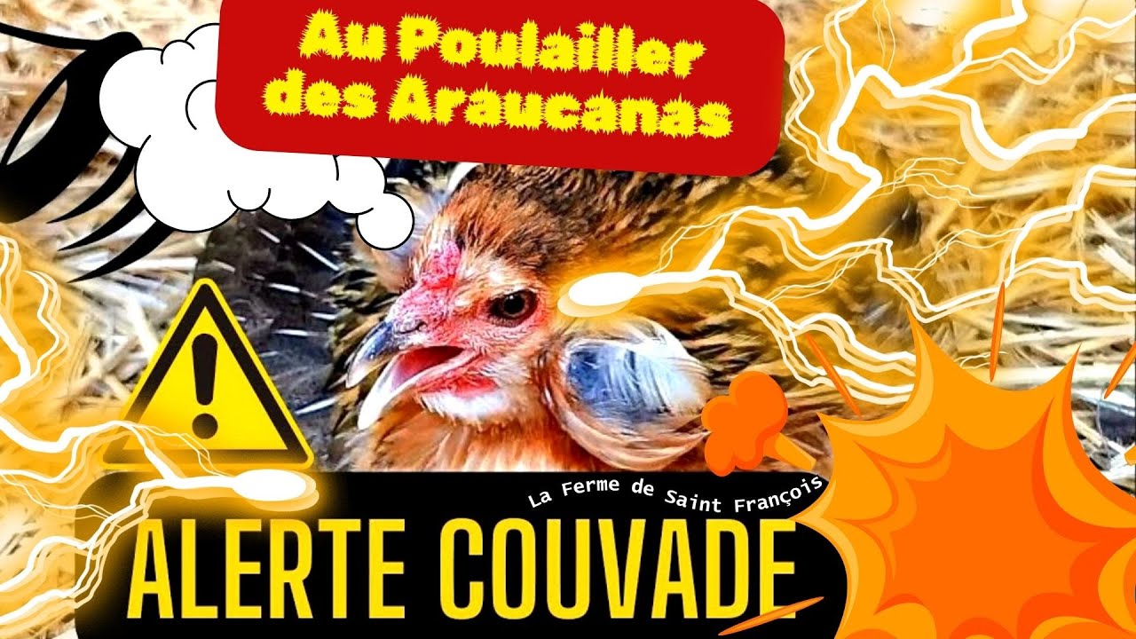 Alerte couvade au poulailler des araucanas, la poule araucana en mode couvaison, images électriques