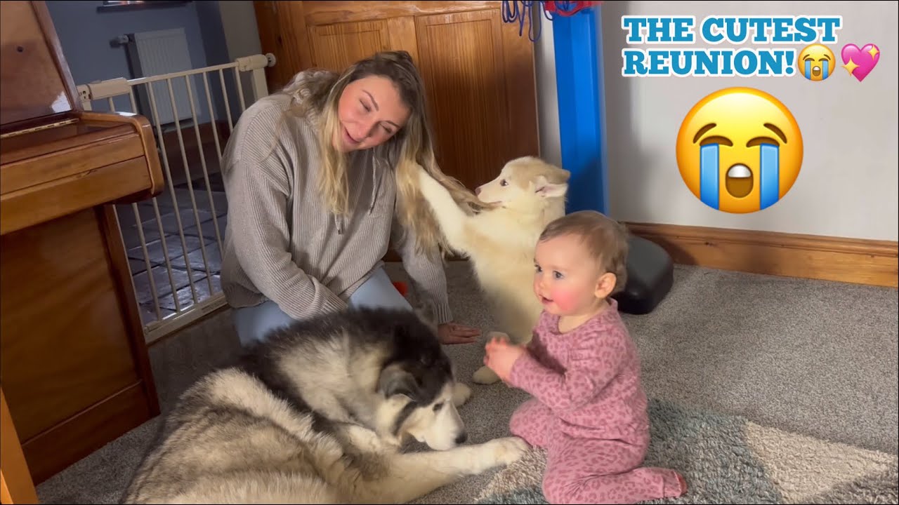 Babies Adorable Reaction When Reunited With Her Doggos!😭