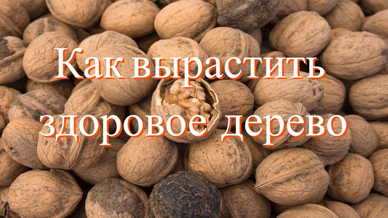Грецкий Орех.Еще один вариант питания и подкормки деревьев Познавательное. Часть 2/№4