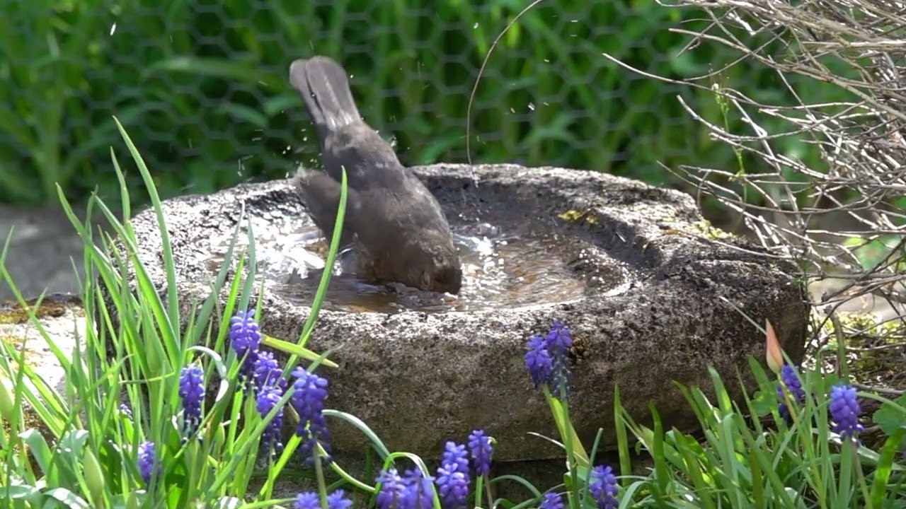 Vogelbad