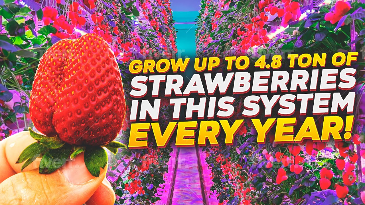 Grow Up To 4.8 Ton Of Strawberries In This System Every Year!