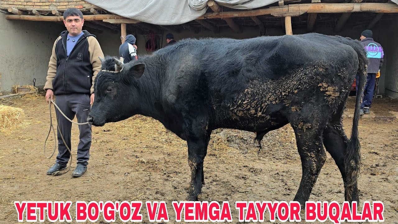  G'anisher akadan yangi partiya 1 ona bola yemga tayyor va yosh buqachalar 17 февраля 2026 г.