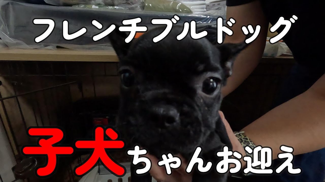 【フレンチブルドッグ】子犬お迎え初日！