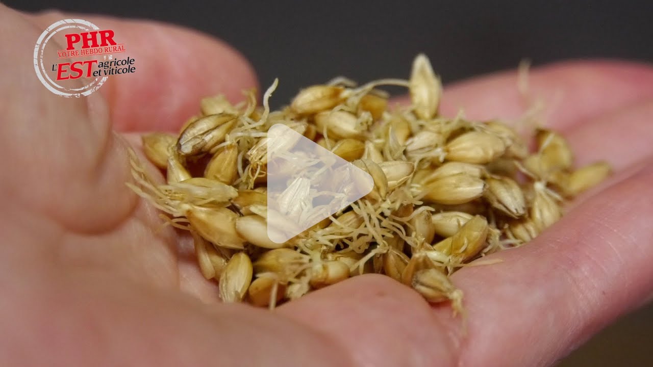 Maltala, une malterie bio artisanale alsacienne