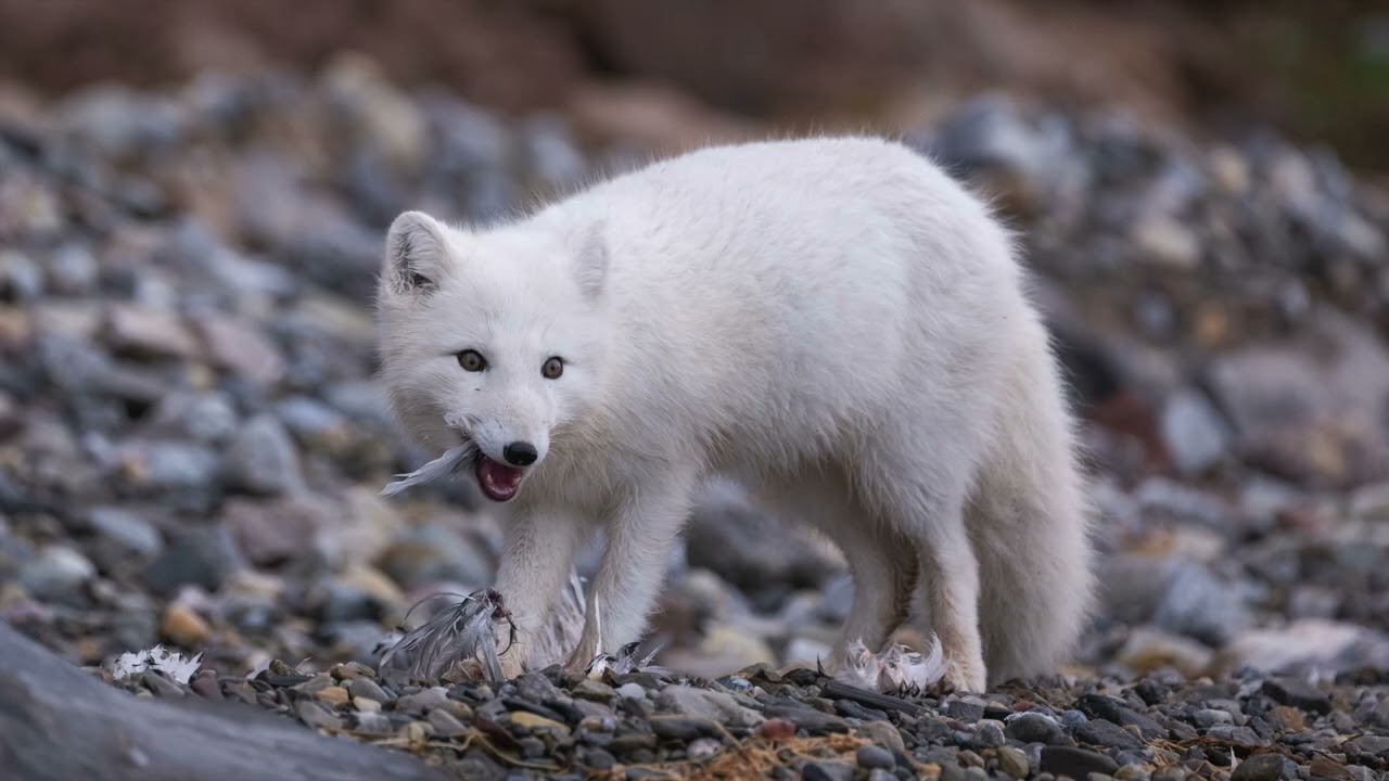 Photo expedition Spitzbergen Autumn