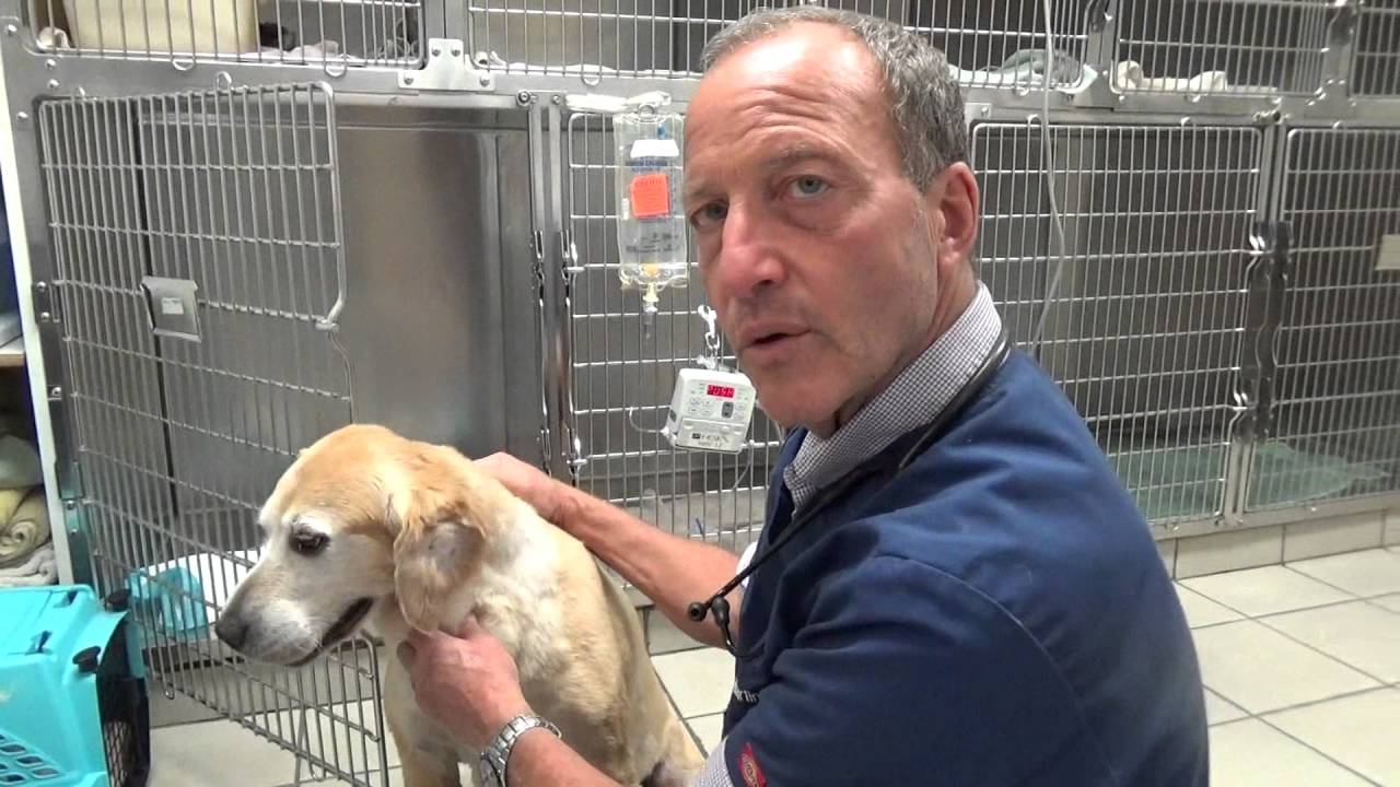 Rattlesnake  Bite , Antivenom, and Vaccines in Dogs