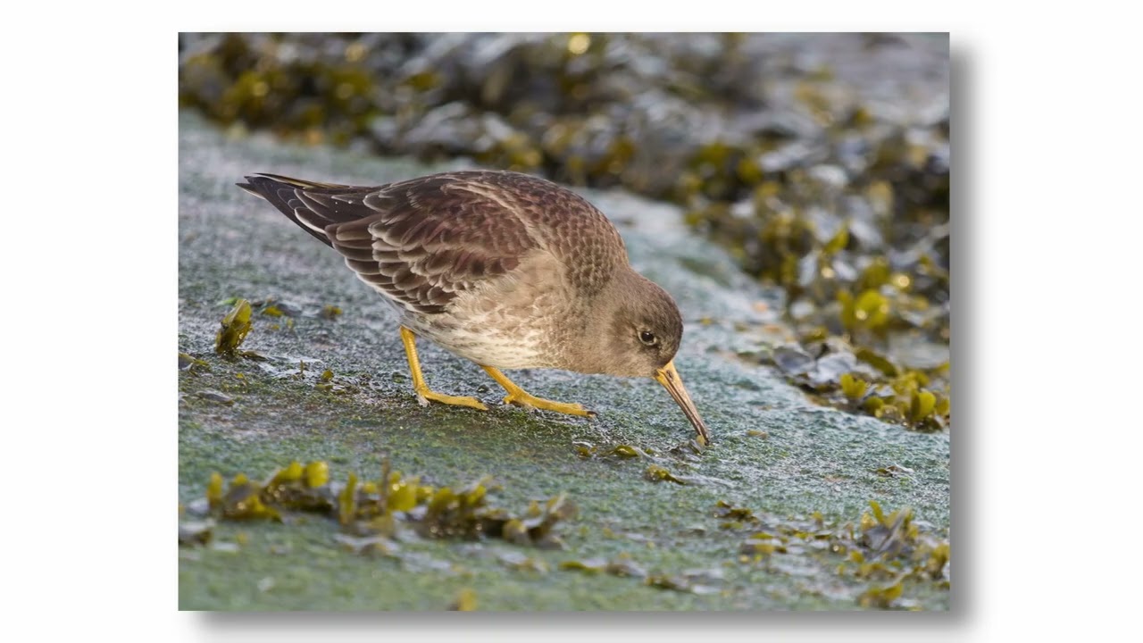 Purple Sandpipers at  Ness Point Lowestoft December 2025