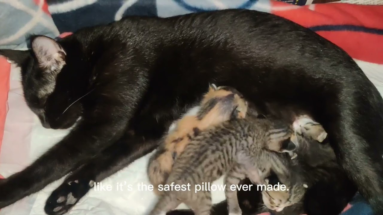 Bagira and Her Four Little Stars 🌌