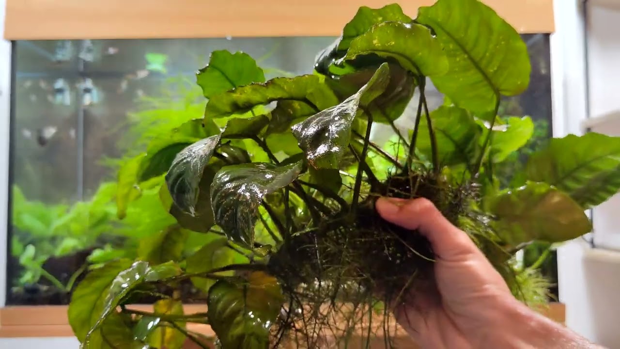 Anubias barteri po 8 letech volného růstu (Akvaristika pro začátečníky)