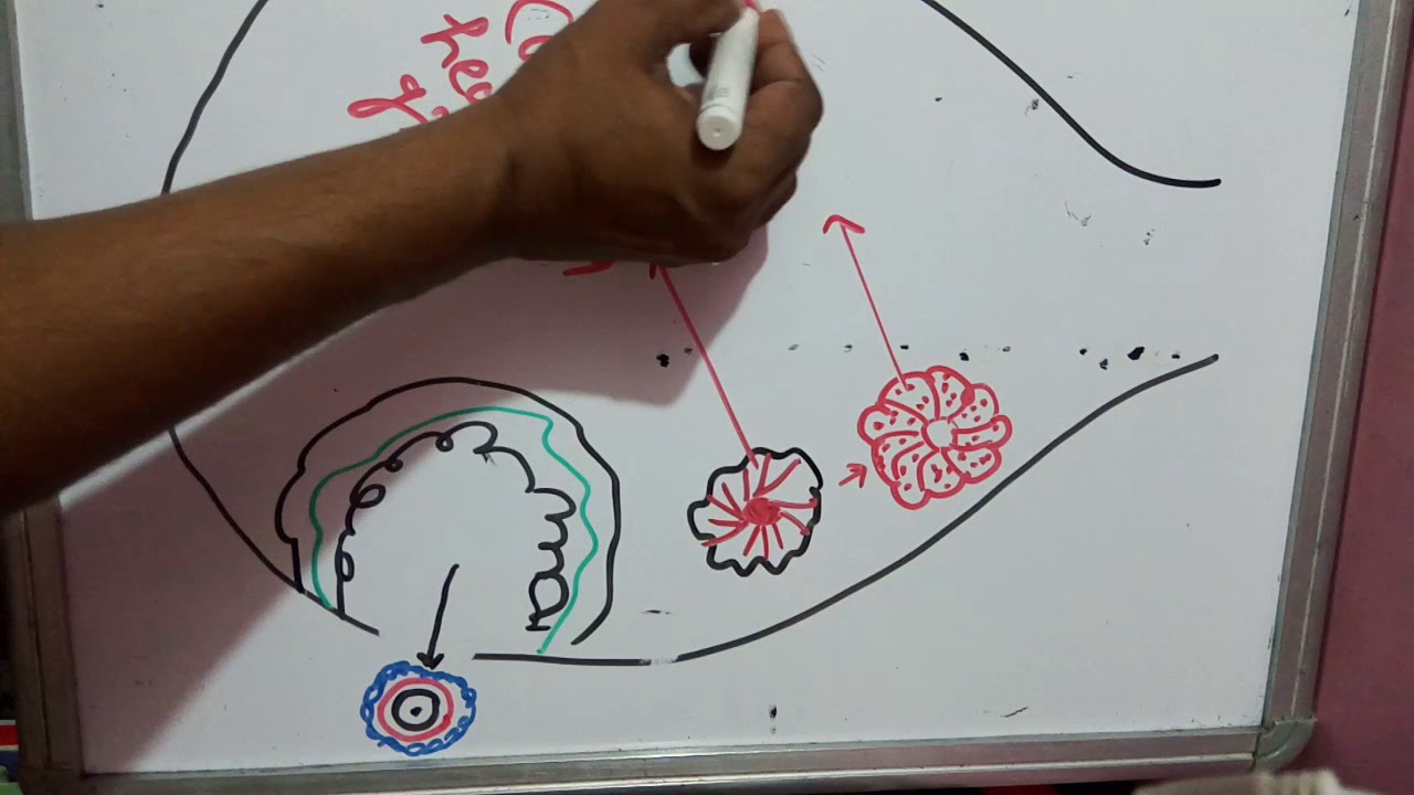 Structure of ovary part 3 ,carpus leuteum,carpus albicans,
