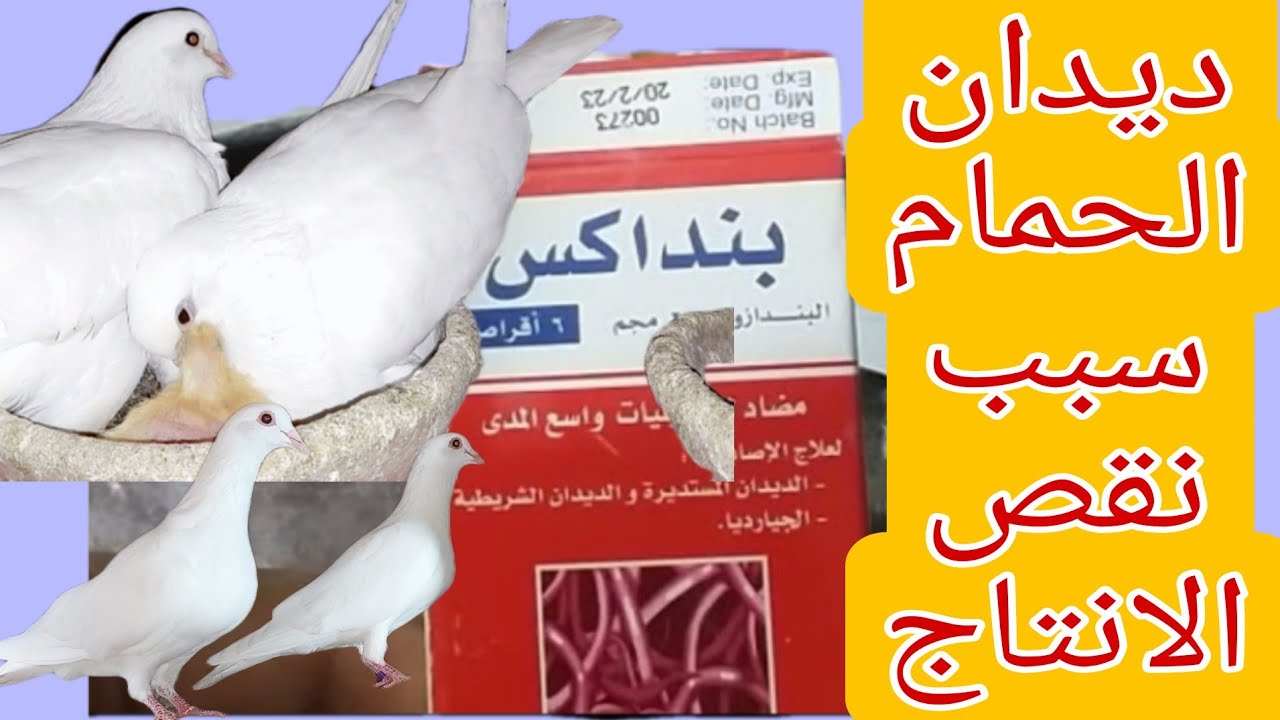 بنداكس اقوى طارد ديدان الحمام