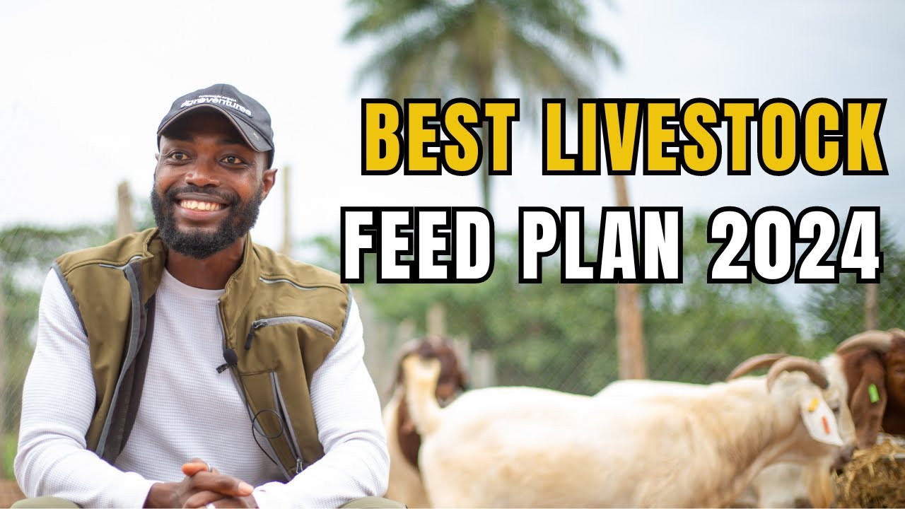 ПОЛУЧИТЕ БОЛЬШЕ ПРИБЫЛИ ОТ СВОЕЙ ФЕРМЫ С ПОМОЩЬЮ ЭТОГО ХИТА КОРМЛЕНИЯ || Фермерство в Африке