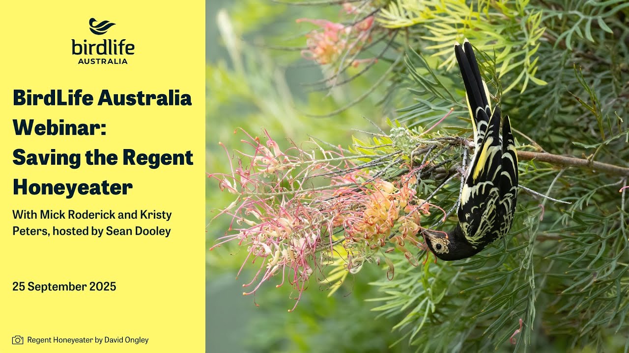 Webinar: Saving the Regent Honeyeater