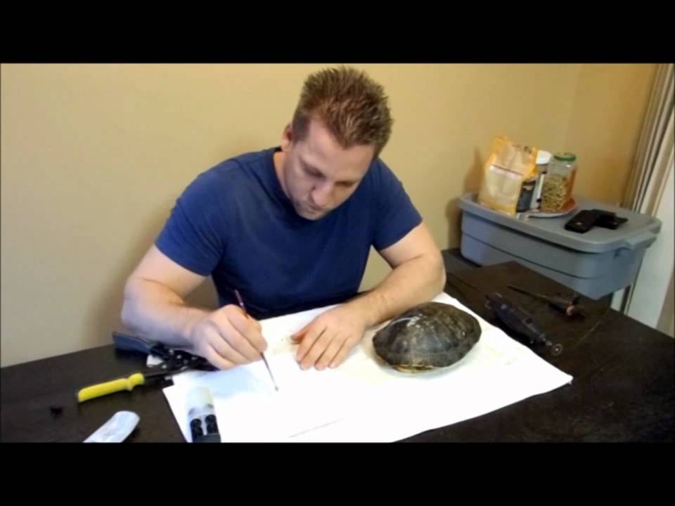 The Reptile Guy - Fixing a broken turtle shell