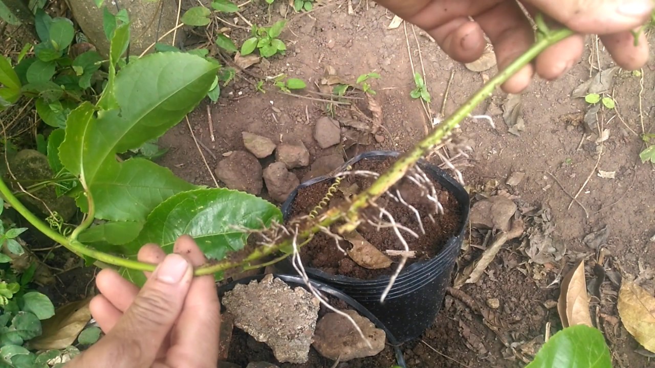 滿天星百香果覆土寄生法獲得成功