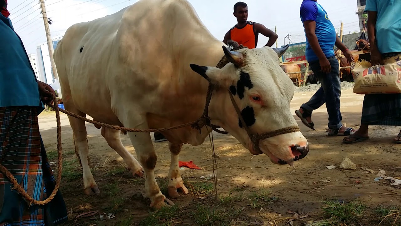 14| Rajababu Alike Huge Australian Goru || Aftabnagar Gorur Haat | Kurbanir Eid 2018