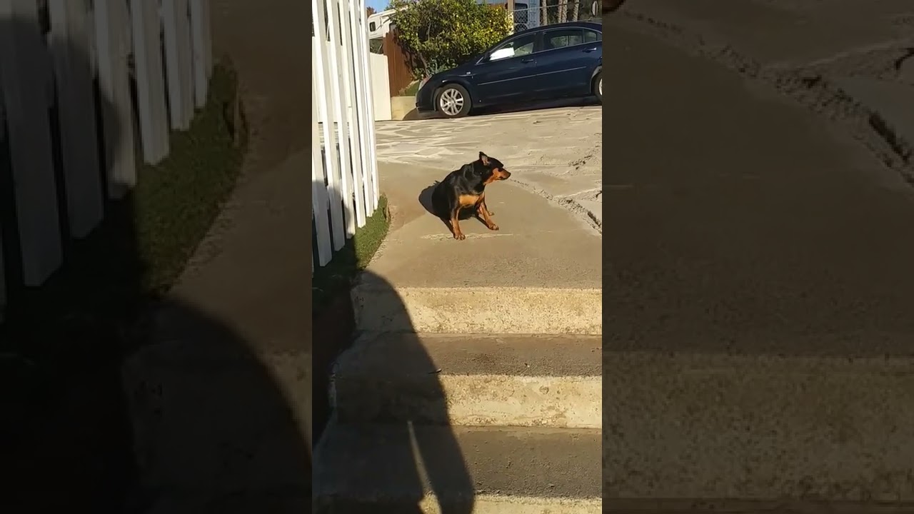 Faithful animals to humans| most faithful animal in the world | Mr.kaan