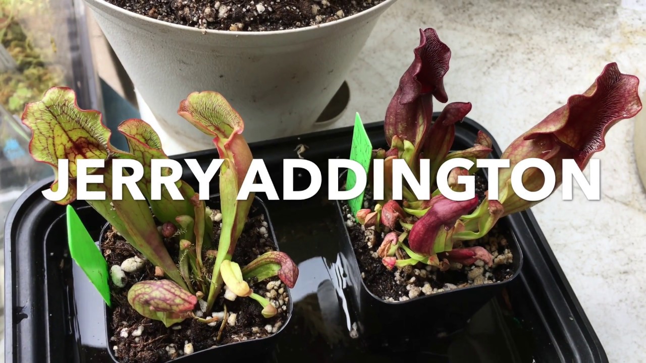 JERRY ADDINGTON Sarracenia Seedlings!
