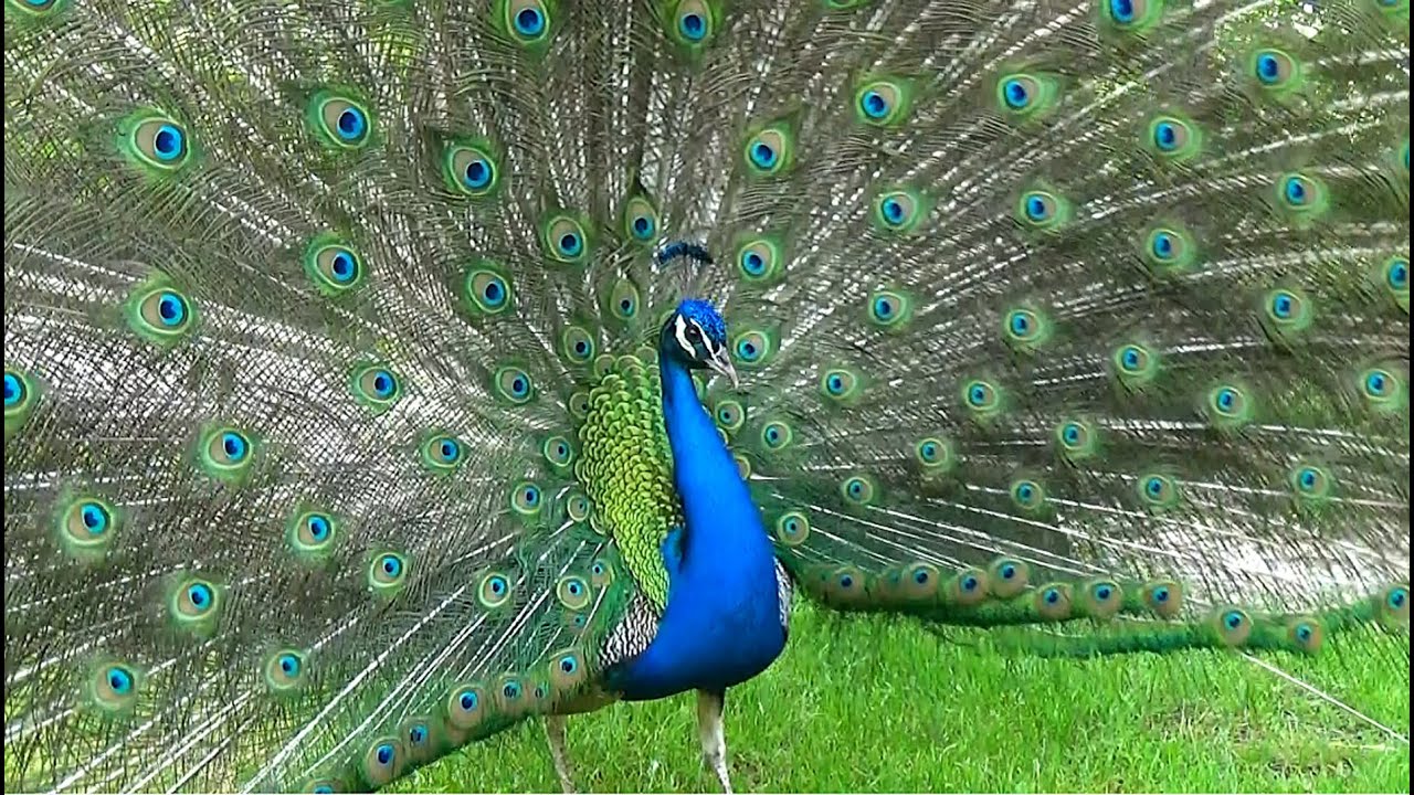 El pavo real. caracter&iacute;sticas y sonido.