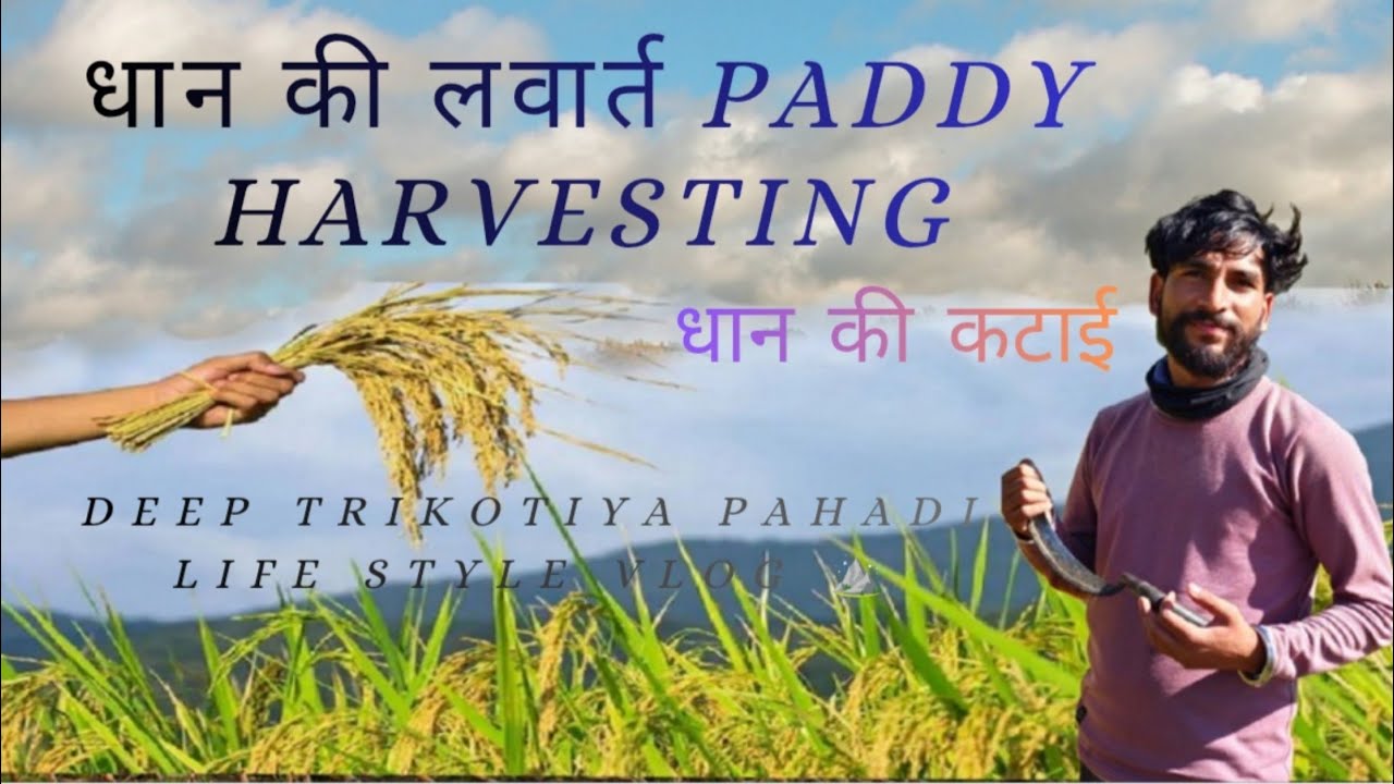 धान की कटाई (लवार्त ) ||  Paddy harvesting @PriyankaYogiTiwari @PahadiBiker @CoolPahadi 