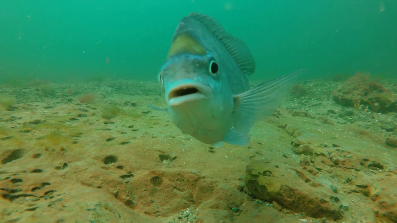 Swanage Bay Black Bream