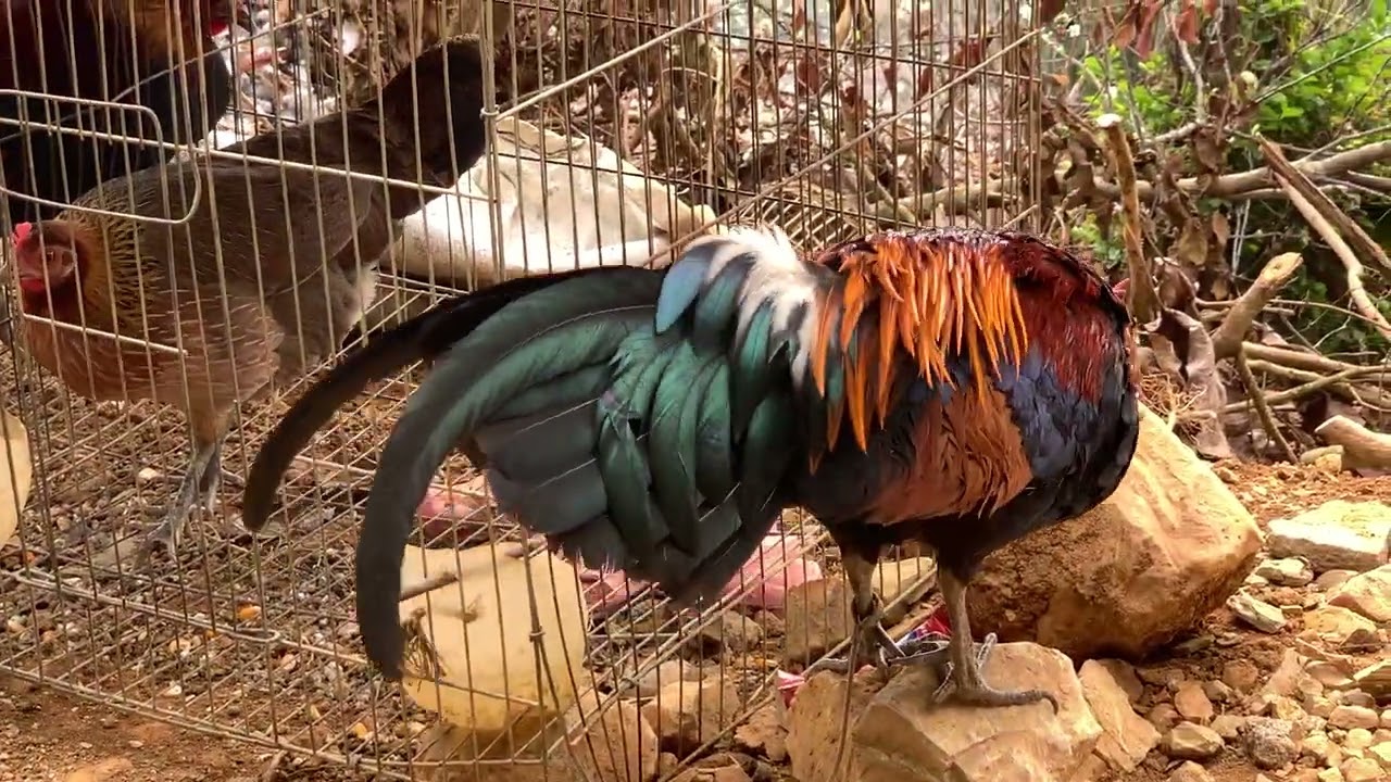 Gà fr tso tau saib 