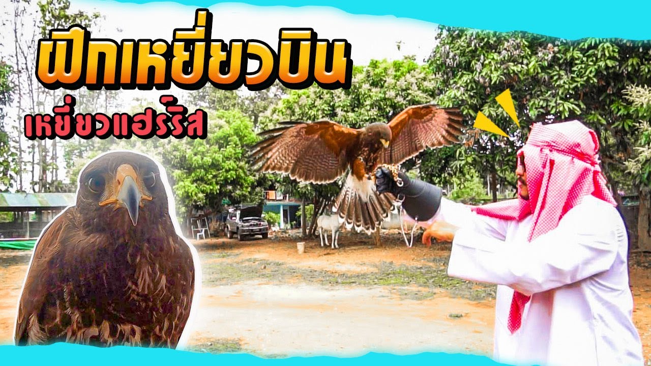 ฝึกเหยี่ยวนักล่า แฮร์ริส Hawk Training Harris.