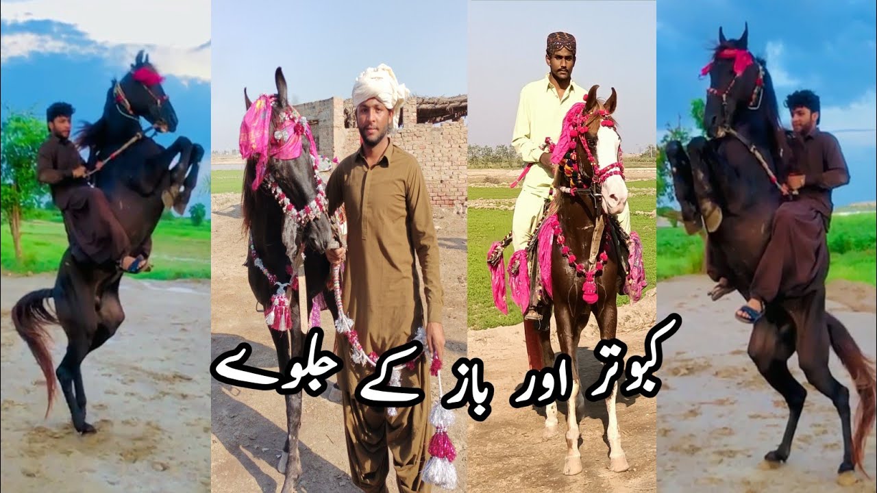 Sindhi Racing horse in Action