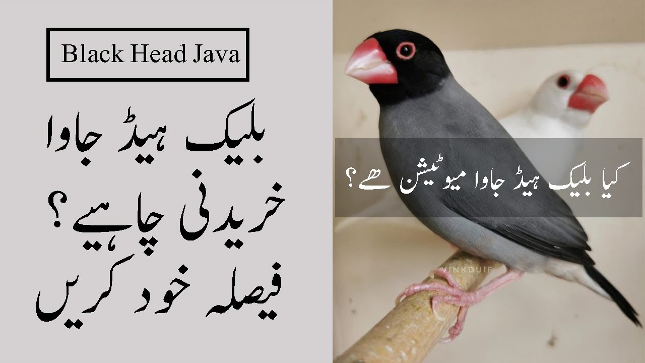 Black Head Java Sparrow ( Should we Buy it ? ) Or Should we Wait ( Urdu )