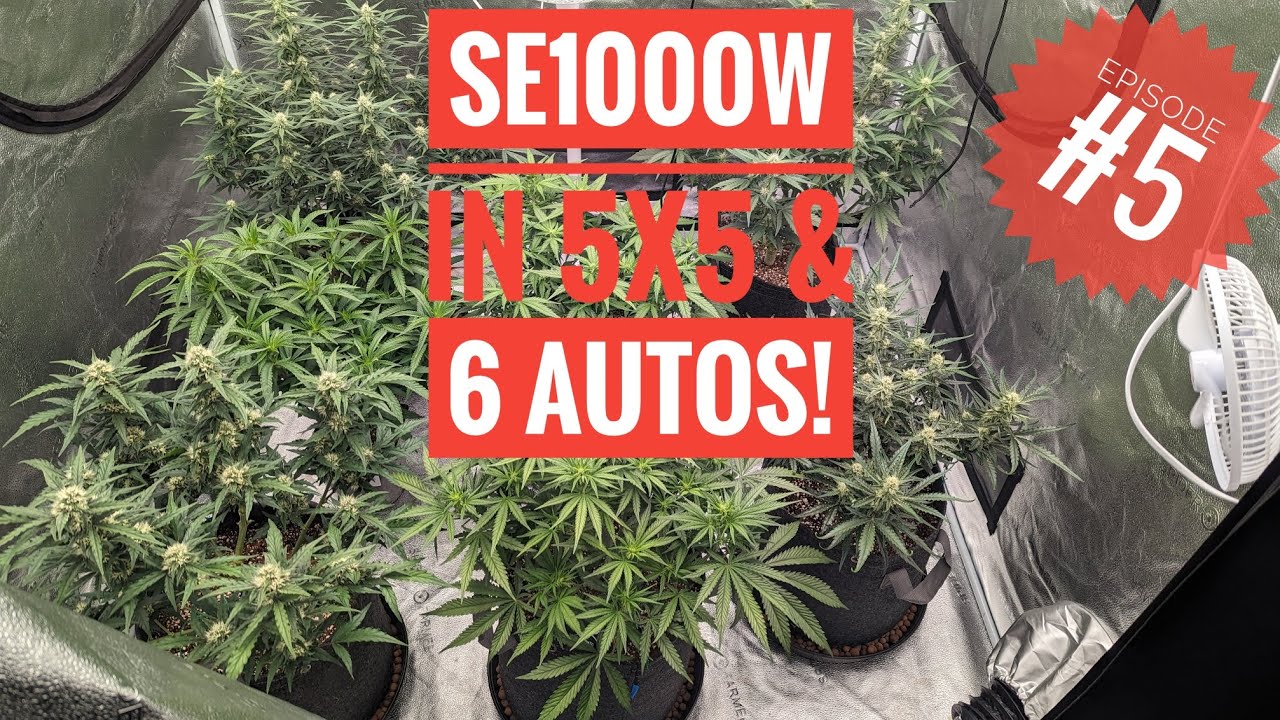 SE1000W & FastBuds- Forbidden Runtz, Tropicana Cookies and Mimosa Cake. Episode 5.