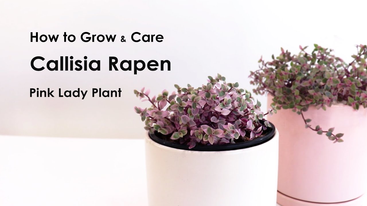 How to grow Callisia repens Pink lady care tips for indoor, Callisia Pink lady