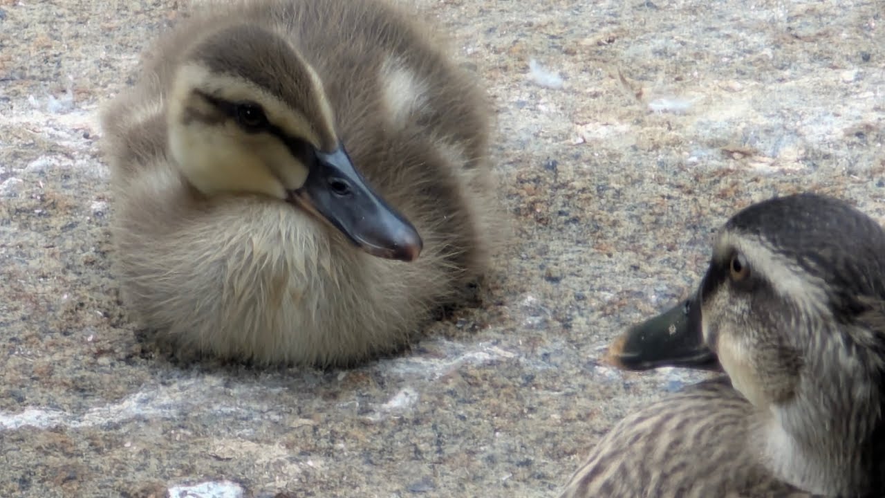 2025.7.5 東京の公園にいるカルガモ親子プラス一人っ子3羽とも無事でした！😊固まって行動して実の親子のよう