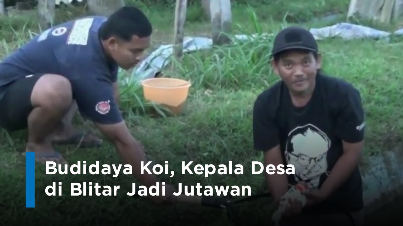 Budidaya Koi, Kepala Desa di Blitar Jadi Jutawan