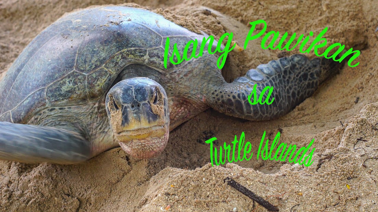 Isang Pawikan sa Turtle Islands. Relaxing slow video