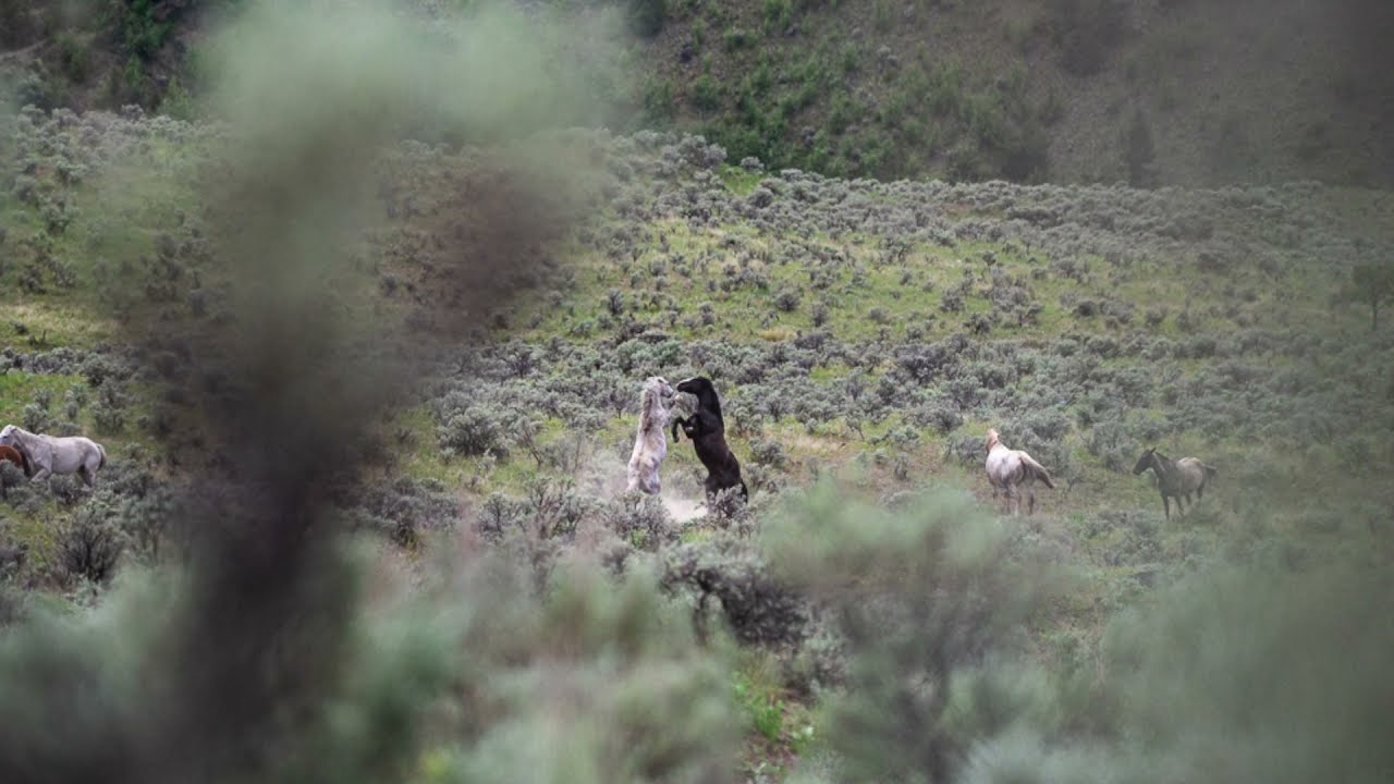 SAGE feral foal rescue documentation 1